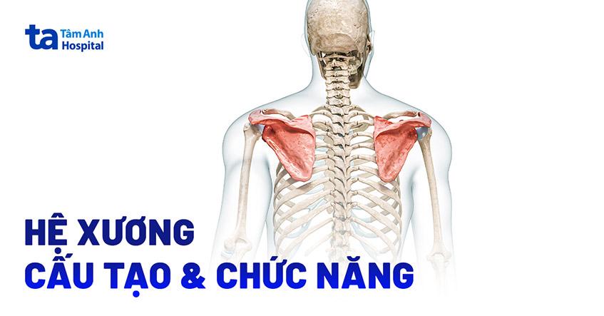 hệ xương trong cơ thể người