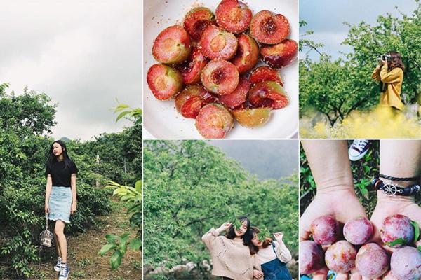 mùa mận chín mộc châu tháng mấy