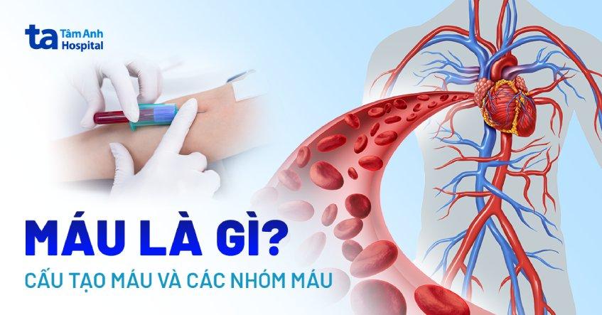 Máu là gì? Có tác dụng gì? Cấu tạo và những gì bạn cần biết