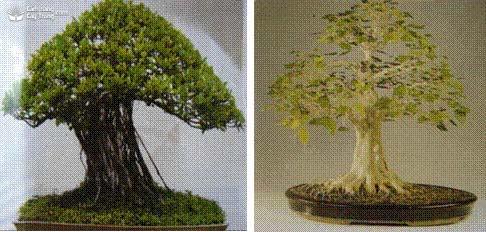 Các dáng thế cơ bản của cây cảnh nghệ thuật, bonsai