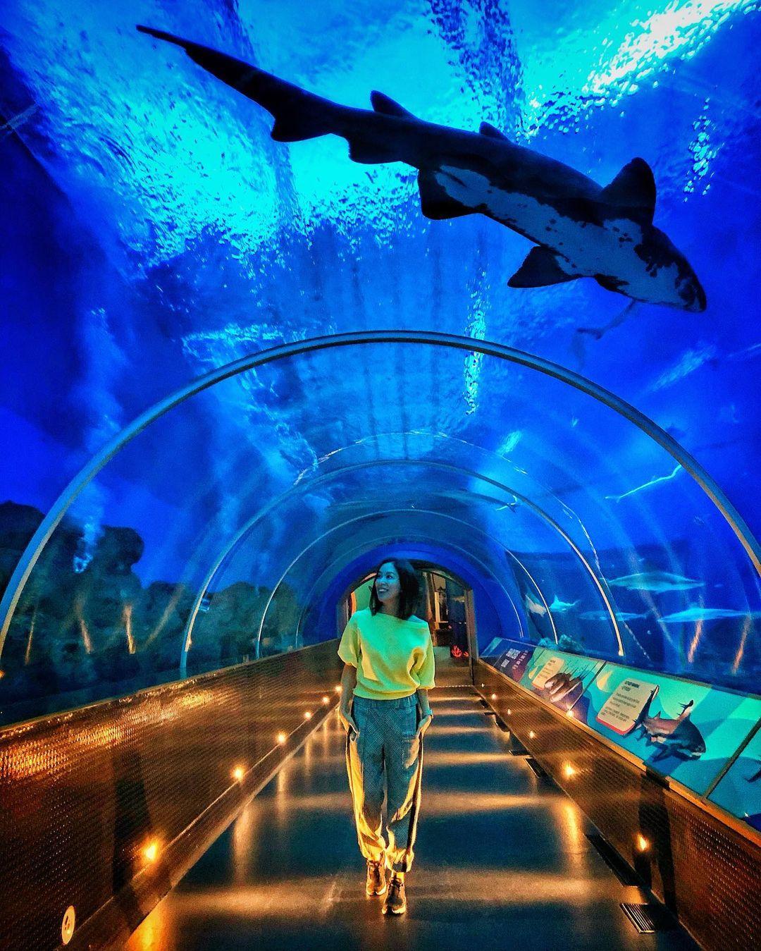 Ngắm đại dương thu nhỏ ở thủy cung S.E.A Aquarium Singapore