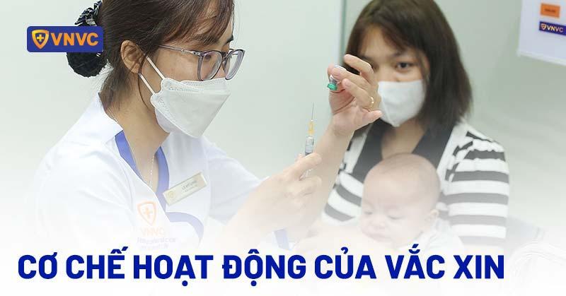 Cơ chế hoạt động của vắc xin khi được tiêm vào cơ thể người