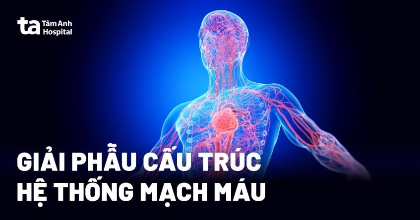 Mạch máu là gì? Giải phẫu, cấu tạo, chức năng trong cơ thể người