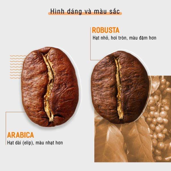 ARABICA VÀ ROBUSTA - 2 CÁ TÍNH, 2 TRẢI NGHIỆM ĐỘC ĐÁO