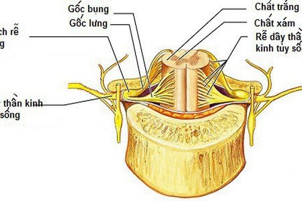 Dây thần kinh tủy sống