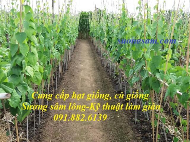 Cây giống sương sâm lông