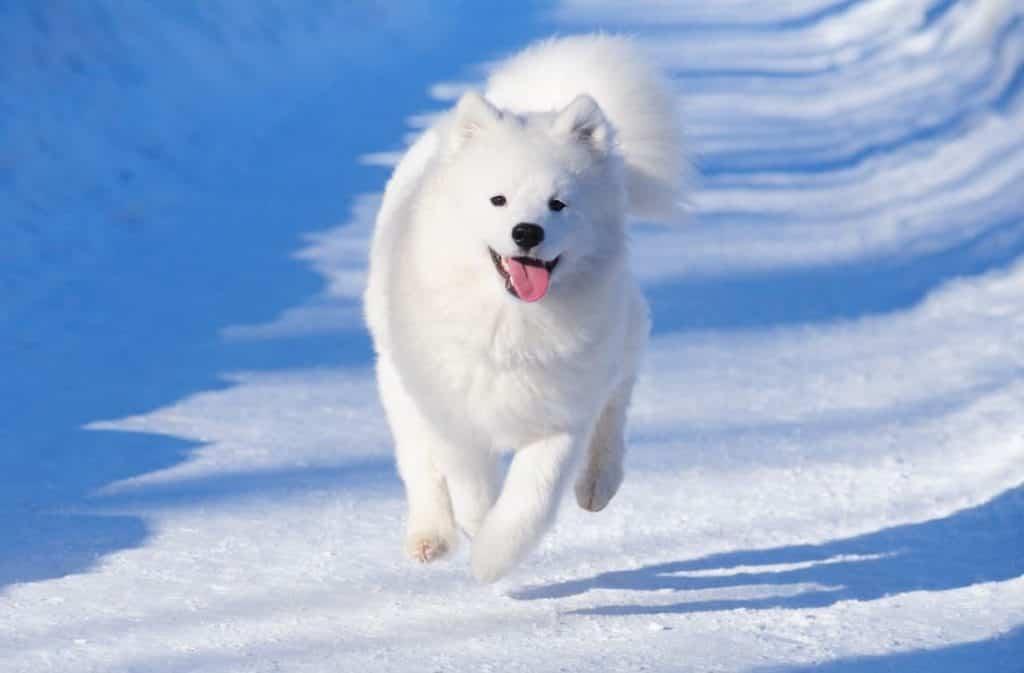 Nguồn gốc chó samoyed