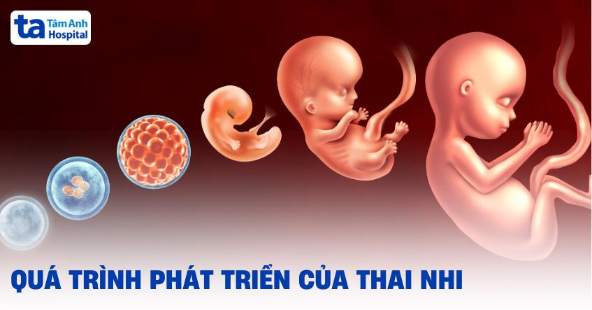 quá trình phát triển của thai nhi