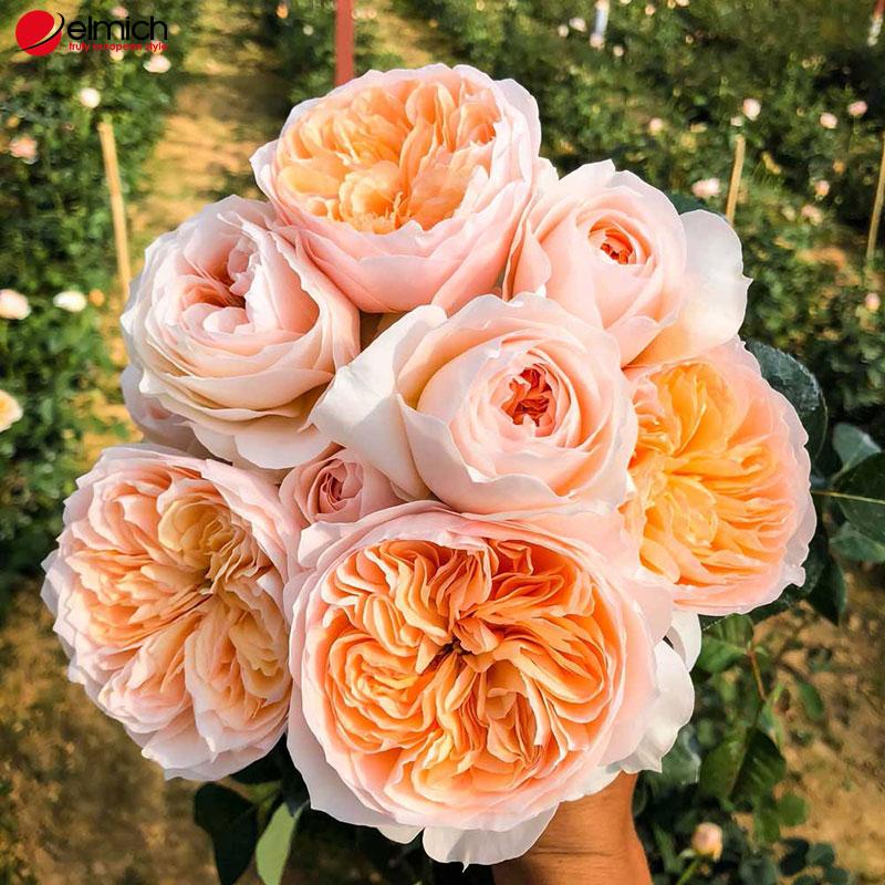 Hình 1: Các cánh hoa Juliet Rose được sắp xếp khá đặc biệt