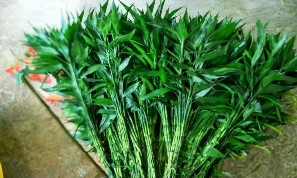 Đặc điểm của cây phát lộc