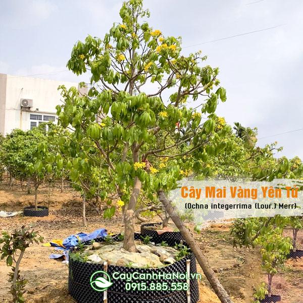 Cây Mai Vàng Yên Tử