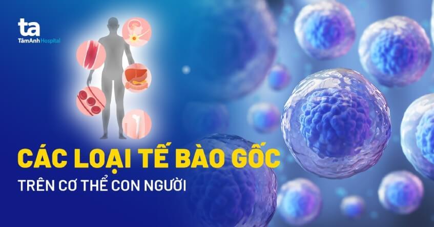 các loại tế bào gốc