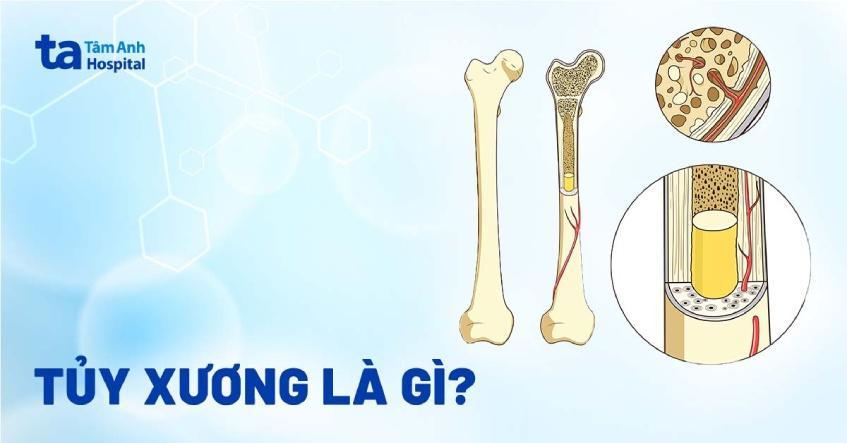 Tủy xương là gì