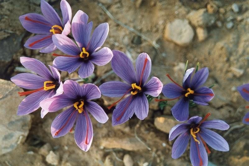 Nhụy hoa nghệ tây saffron là gì, giá bao nhiêu? Phân biệt saffron thật giả