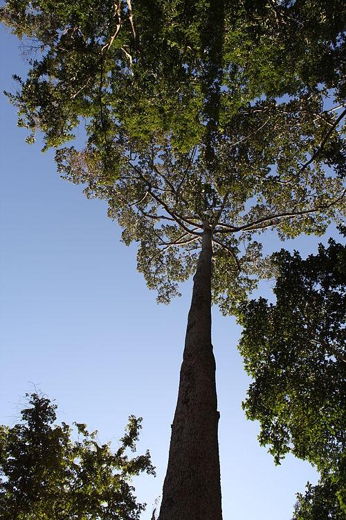 Dầu rái