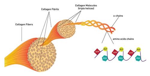 Collagen giữ cho tất cả các mô tế bào dính chặt vào nhau