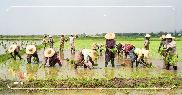 Tiết Cốc Vũ là một trong 24 tiết khí trong lịch cổ Trung Quốc 