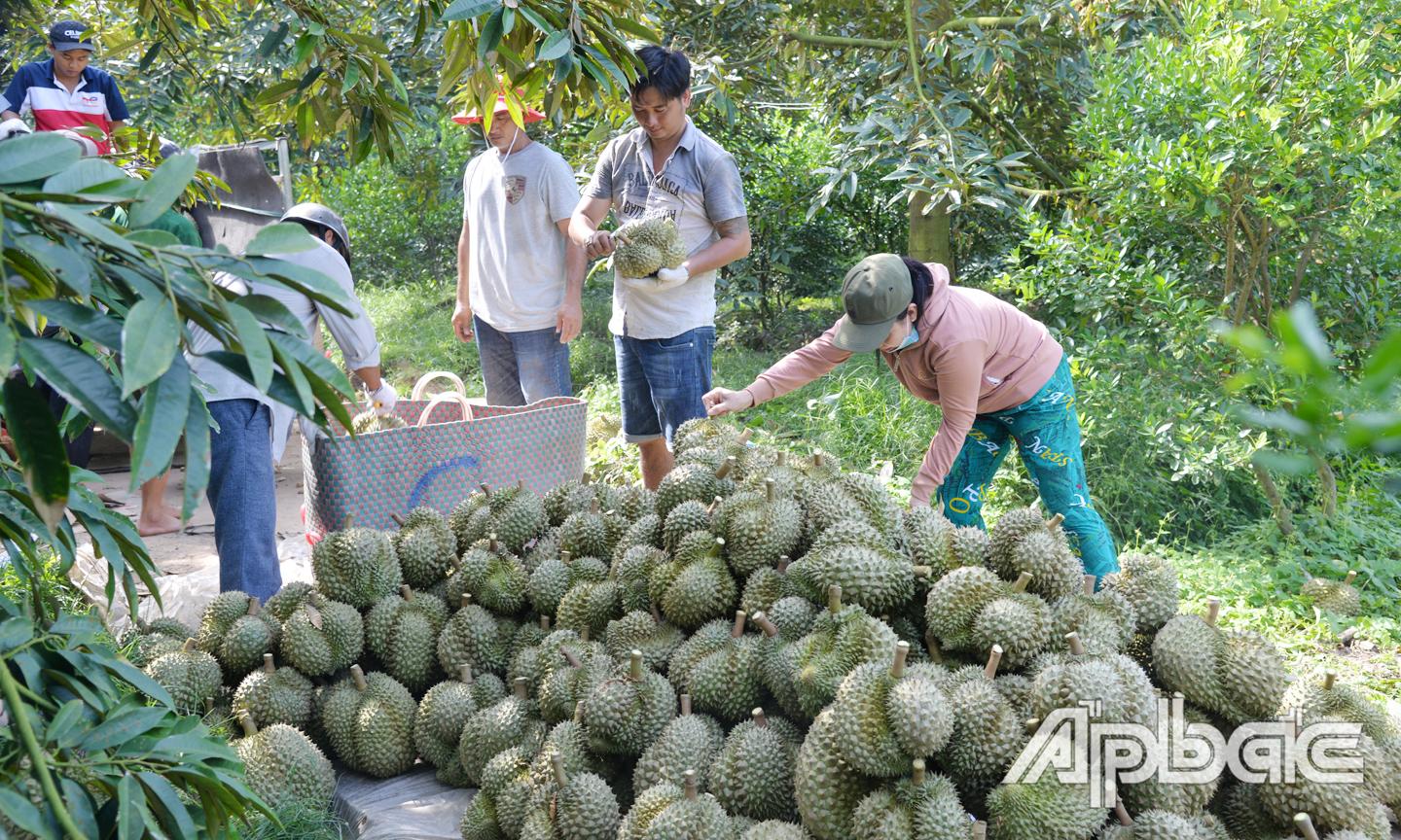 Sầu riêng mang lại giá trị xuất khẩu rất cao trong thời gian gần đây.