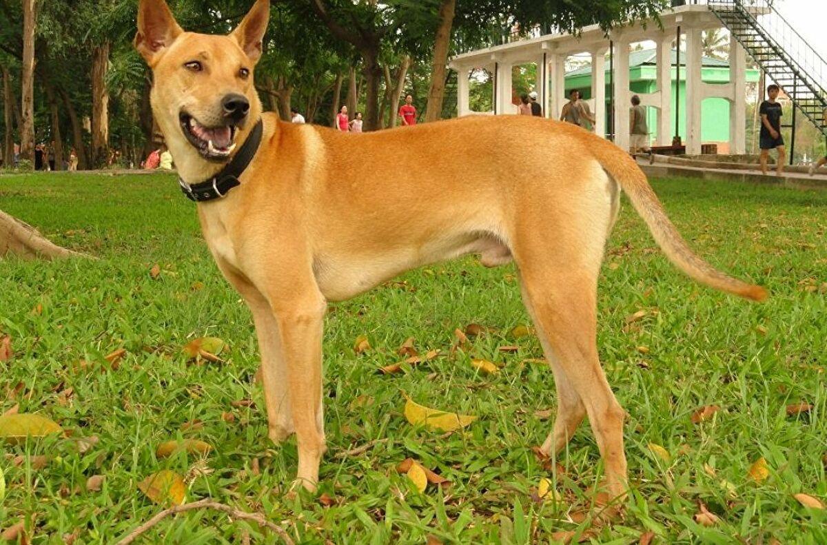 TRƯỜNG HUẤN LUYỆN CHÓ NGHIỆP VỤ 119