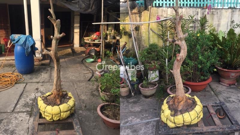cách chăm sóc cây mai mới bứng vào chậu - Greenvibes