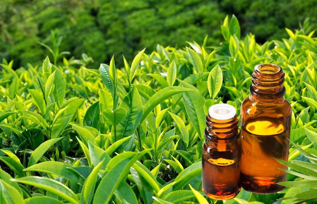 Lợi ích của tinh dầu trà xanh
