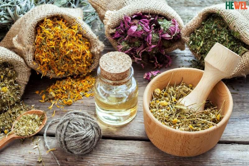 cây thuốc nam trị gan nhiễm mỡ